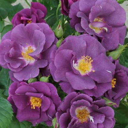 Roos (Rosa 'Rhapsody in Blue')