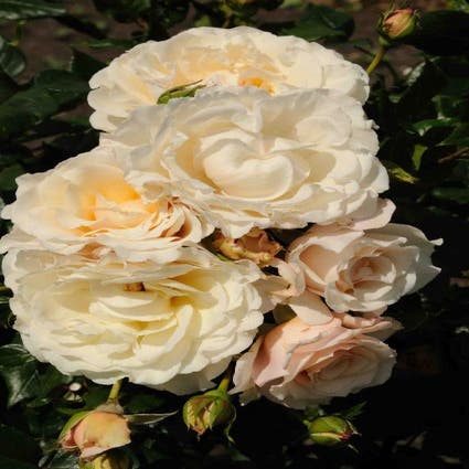 Kletterrose (Rosa 'Eloise')
