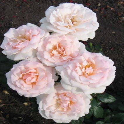 Stamrose (Rosa 'A Whiter Shade Of Pale')