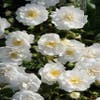 Stamrose (Rosa 'Guirlande d'Amour')