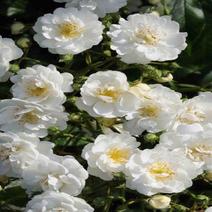 Minikletterrose (Rosa 'Guirlande d'Amour')