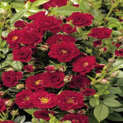 Patioroos (Rosa 'Peter Pan')