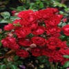 Bodendecker-Rose (Rosa 'Fairy King')