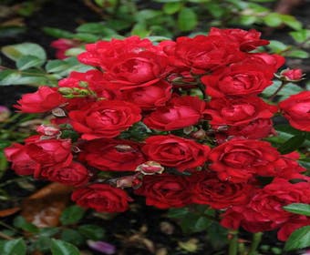 Bodendecker-Rose (Rosa 'Fairy King')
