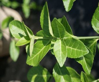 Kardinalshut (Euonymus fortunei 'Hort's Blaze')