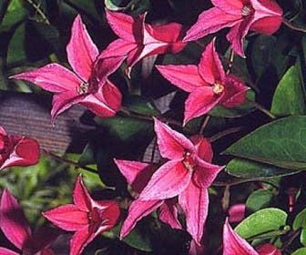 Waldrebe (Clematis 'Princess Diana')