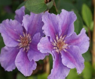 Waldrebe (Clematis 'Ashva')
