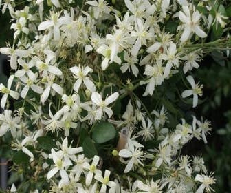 Waldrebe (Clematis 'Flammula')