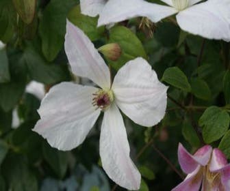 Waldrebe (Clematis 'Forever Friends')