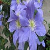 Waldrebe (Clematis 'Fujimusume')