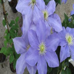 Waldrebe (Clematis 'Fujimusume')