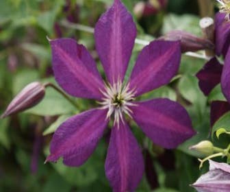 Waldrebe (Clematis 'Mikelite')