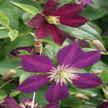 Waldrebe (Clematis 'Mikelite')