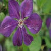 Waldrebe (Clematis 'Negritjanka')