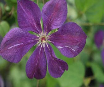 Waldrebe (Clematis 'Negritjanka')