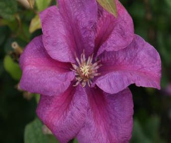 Waldrebe (Clematis 'Rahvarinne')