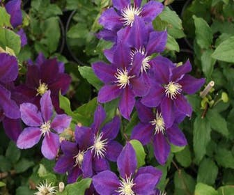 Waldrebe (Clematis 'The Vagabond')