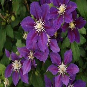 Waldrebe (Clematis 'The Vagabond')