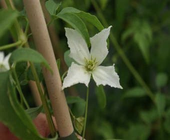 Waldrebe (Clematis 'White Magic')