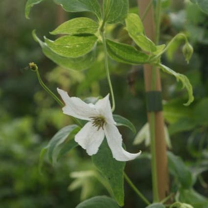 Waldrebe (Clematis 'White Magic')