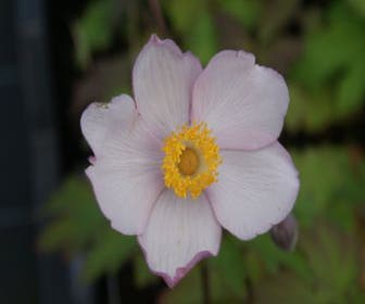 Anemone (Anemone 'Hadspen Abundance')