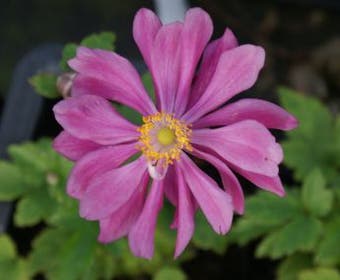Anemone (Anemone 'Pamina')