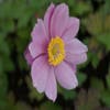 Anemone (Anemone 'Serenade')