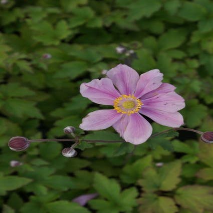 Anemoon (Anemone 'Serenade')