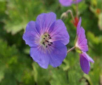 Storchschnabel (Geranium 'Rozanne') BIO