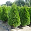 Westliche Lebensbaum (Thuja occidentalis 'Smaragd')