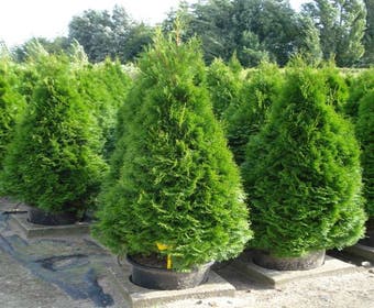Westliche Lebensbaum (Thuja occidentalis 'Smaragd')