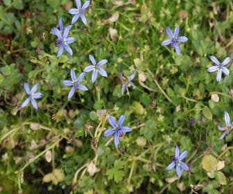 Alpen-Gemskraut (Houstonia caerulea 'Millard's Variety')