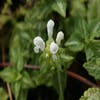 Taubnessel (Lamium maculatum 'Album')