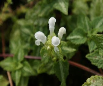 Taubnessel (Lamium maculatum 'Album')