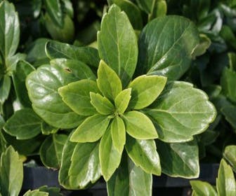 Pachysandra (Pachysandra terminalis) BIO