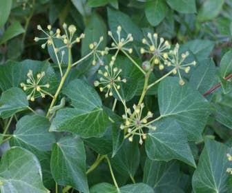 Strauch-Efeu (Hedera helix 'Arborescens')