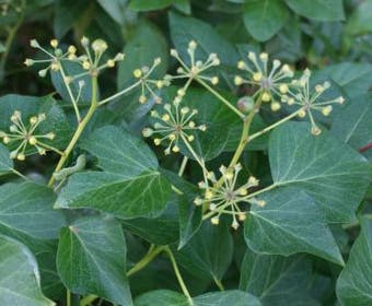 Strauch-Efeu (Hedera helix 'Arborescens')