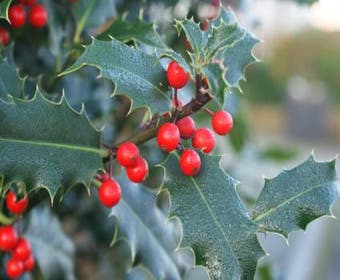 Gewöhnliche Stechpalme (Ilex aquifolium)