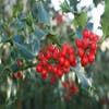 Stechpalme (Ilex aquifolium 'Alaska')