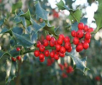Stechpalme (Ilex aquifolium 'Alaska')
