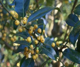 Stechpalme (Ilex aquifolium 'Bacciflava')