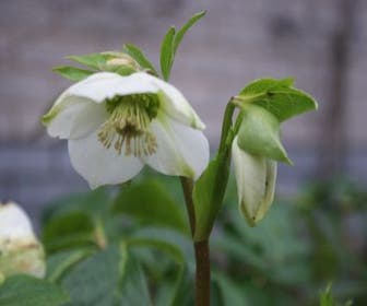 Christrose (Helleborus niger) BIO