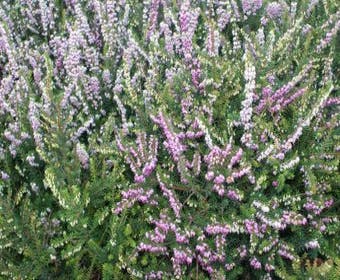 Rosa Winterheide (Erica darleyensis 'Ghost Hills')