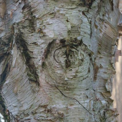 Hängebirke (Betula pendula)