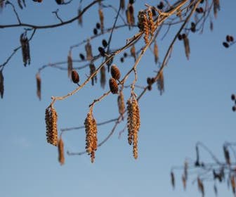 Herzblättrige Erle (Alnus cordata)