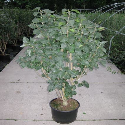 Flieder auf Stamm (Syringa 'Charles Jolly')