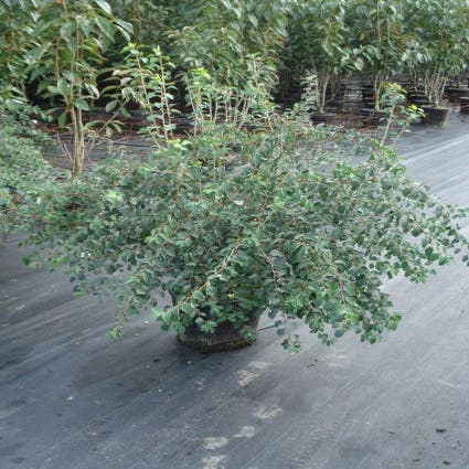 Spierstrauch (Spiraea vanhouttei)