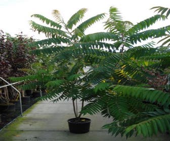 Samtbaum, Strauch (Rhus typhina)