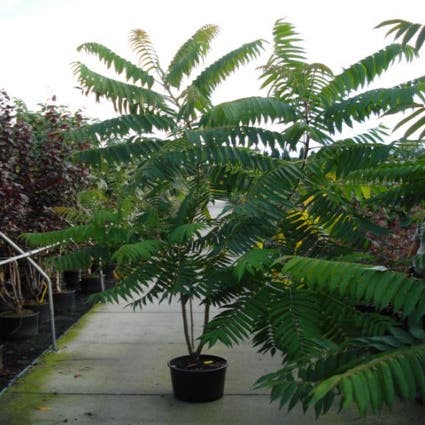 Samtbaum, Strauch (Rhus typhina)