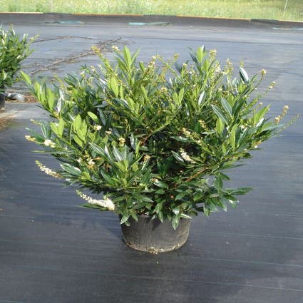 Prunus laurocerasus 'Otto Luyken' (Laurier)